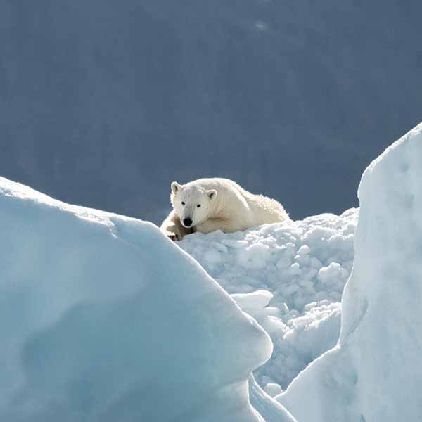 Polar Regions